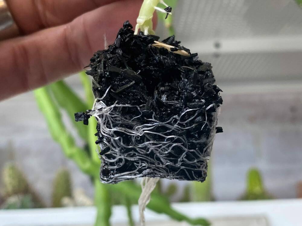 Pure Life Carbon, which produces growing media for horticulture, was one of the companies to receive funds in yesterday's announcement. Photo: Pure Life Carbon