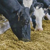 Dairy cows at the feed trough.