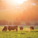 Photo: Canada Beef