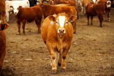 Canada beef photo of a cow in a feedlot.