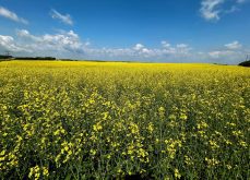 From AIM: How many flowers in a canola field?
