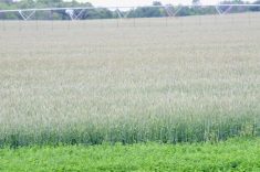 Different soil requires different irrigation management
