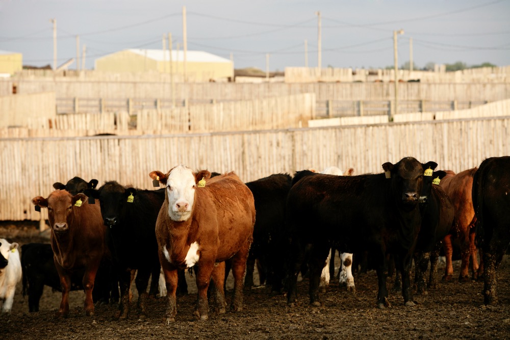 (Photo courtesy Canada Beef Inc.)
