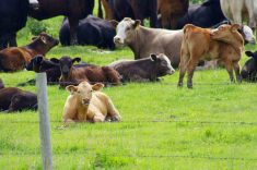 Beef cattle graze on a pasture north of Ninette, in western Manitoba on Canada Day 2024. PHOTO: ALEXIS STOCKFORD