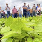 The success of Highland Custom Farming’s 15-inch cranberry beans drew a lot of questions during the Grey County Soil and Crop Improvement Association’s July 16 crop walk and elevator tour. Photo: Diana Martin
