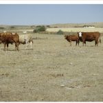 Alberta releases updated drought response plan