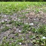 Hail in a yard west of Somerset, Manitoba, June 12, 2024. Photo: Alexis Stockford/File