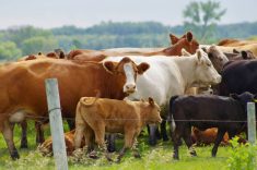 Beef cow calf pairs grazing on a pasture north of Ninette, Manitoba.