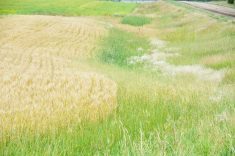 Wild vegetation borders a cereal crop.