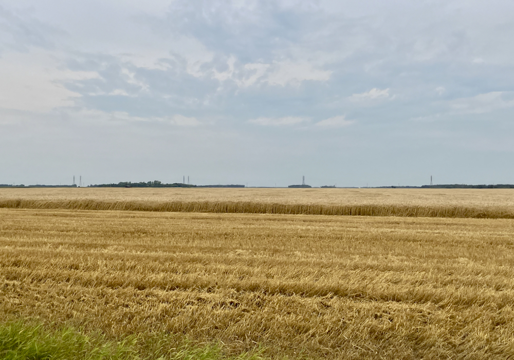 A partially harvested wheat field near Selkirk, Man., on Aug. 24, 2024.  Photo: Greg Berg
