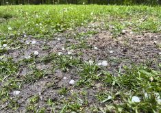 Hail in a yard west of Somerset, Manitoba, June 12, 2024.  Photo: Alexis Stockford/File

