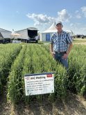 AAC Westking vies for wheat crown