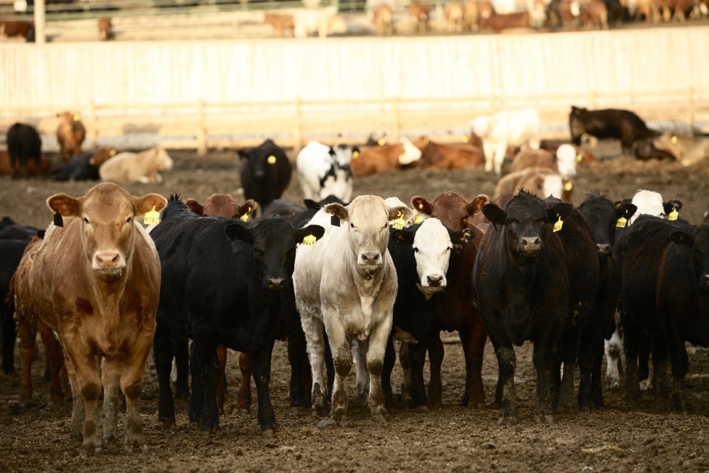 (Photo courtesy Canada Beef Inc.)
