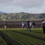 Technology is set to take over some agricultural labour, but it doesn't solve Canada's lack of farm and food processing and food manufacturing workers.
