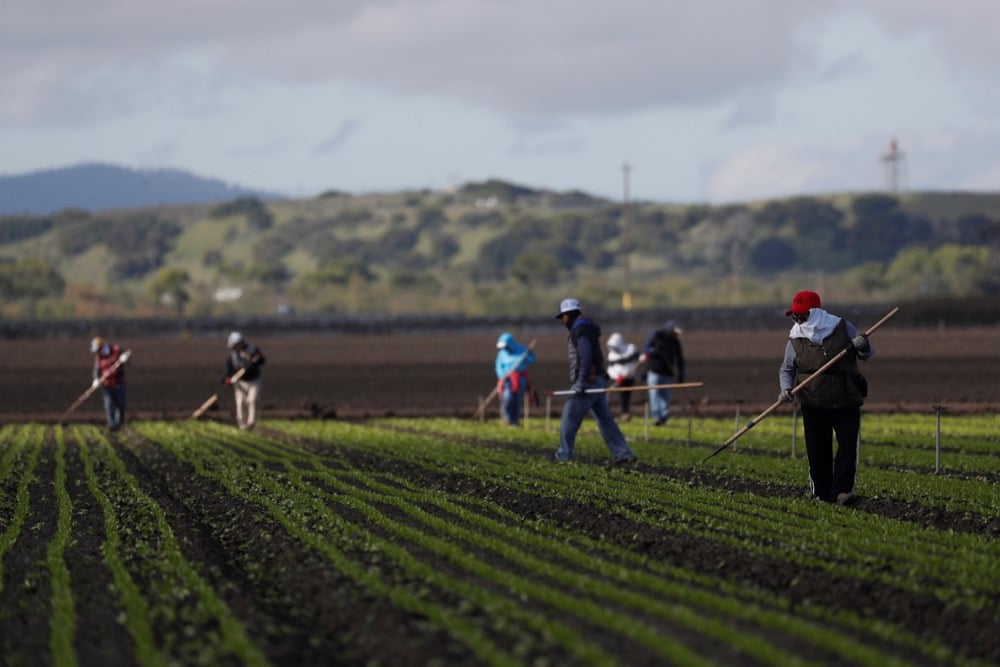 Technology is set to take over some agricultural labour, but it doesn't solve Canada's lack of farm and food processing and food manufacturing workers. 