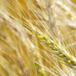 Ripening wheat head in central Manitoba.