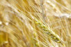 Ripening wheat head in central Manitoba.