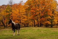 A horse on a property at Goulais River, north of Sault Ste. Marie, Ont. (Davidfillion/iStock/Getty Images)
