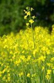 China gets huffy; time for canola to build markets elsewhere