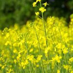 China gets huffy; time for canola to build markets elsewhere