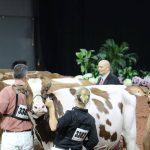 Some of the top cattle from North America travel to World Dairy Expo in Madison each fall. Due to the outbreak of the bird flu virus , WDE officials ramped up biosecurity at this year’s show to protect the dairy cattle. Photo: USA TODAY NETWORK via Reuters Connect