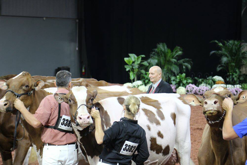Some of the top cattle from North America travel to World Dairy Expo in Madison each fall. Due to the outbreak of the bird flu virus , WDE officials ramped up biosecurity at this year’s show to protect the dairy cattle. Photo: USA TODAY NETWORK via Reuters Connect
