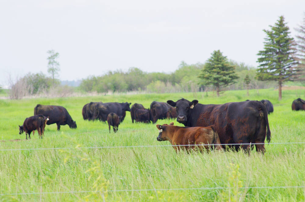 Beef cattle graze tall pasture forage south of Glenboro, Man., in June 2024.