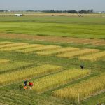 Winter wheat test plots at AAFC Lethbridge. PHOTO: Byron Lee; AAFC Lethbridge