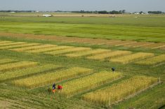 Winter wheat test plots at AAFC Lethbridge. PHOTO: Byron Lee; AAFC Lethbridge