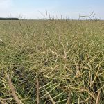 Canola growing in a field near Selkirk, Man., in late August.