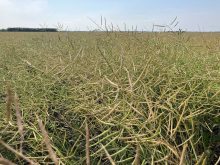 Canola growing in a field near Selkirk, Man., in late August.