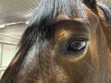 Close-up of a horses eye