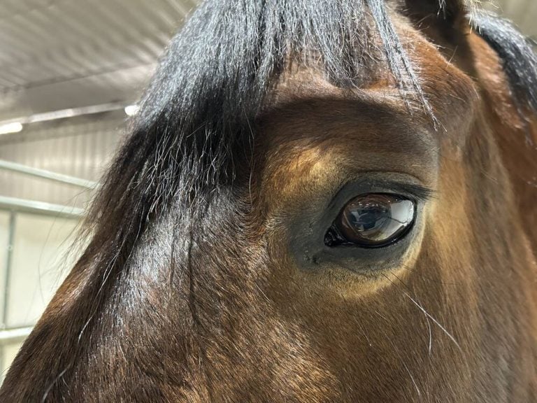 Why is my horse shaking its head? Alberta Farmer Express