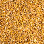 “There is still a pile of corn going into southern Alberta,” says one trader at Eagle Commodities Ltd. Photo: MaksymTopchyi/iStock/Getty Images