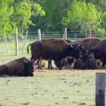 Bison graze in a paddock in the southern Interlake.