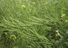 Photo: Rezowan/Wikimedia Commons
