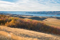 File photo of autumn colours around Lake Diefenbaker in Saskatchewan Landing Provincial Park. (Nancy Anderson/iStock/Getty Images)
