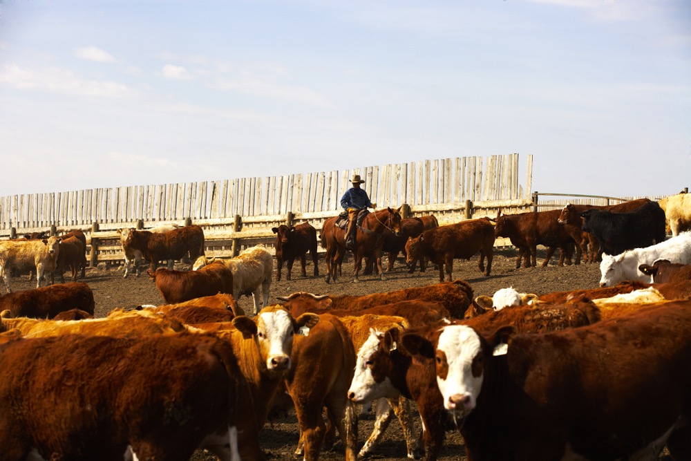 Photo: Canada Beef Inc.
