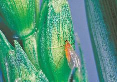 Wheat midge adults are tiny orange-coloured flying insects that are typically observed at dusk under calm conditions.
