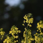 Canola blooming in Ontario.