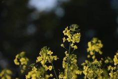 Canola blooming in Ontario.