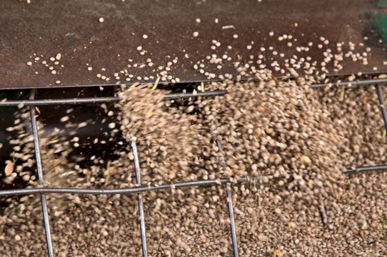 Prairie feed grains market watching U.S. corn Alberta Farmer Express