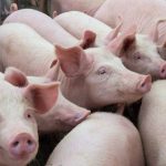 China’s pork production in the third quarter fell 0.8 per cent from a year earlier, government data showed on Friday, falling on an annual basis for a third consecutive quarter as poor meat consumption hampered slaughter rates. Photo: Deyanarobova/iStock/Getty Images
