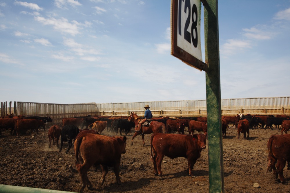 (Photo courtesy Canada Beef Inc.)

