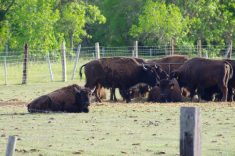 Bison graze in a paddock in the southern Interlake. 