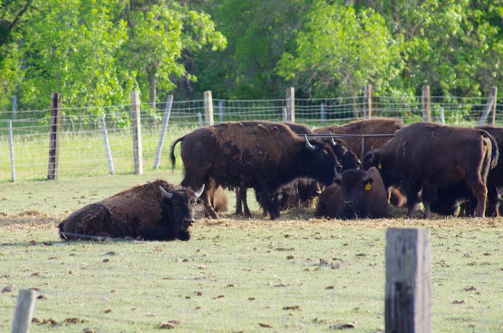 Bison graze in a paddock in the southern Interlake. 
