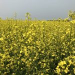 Canola blooms near Stockholm, Sask, July 20, 2024.