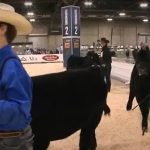 Cattle exhibitors in the ring at last year's Farmfair International. This year's event takes place November 6-9 at the Edmonton EXPO Centre.