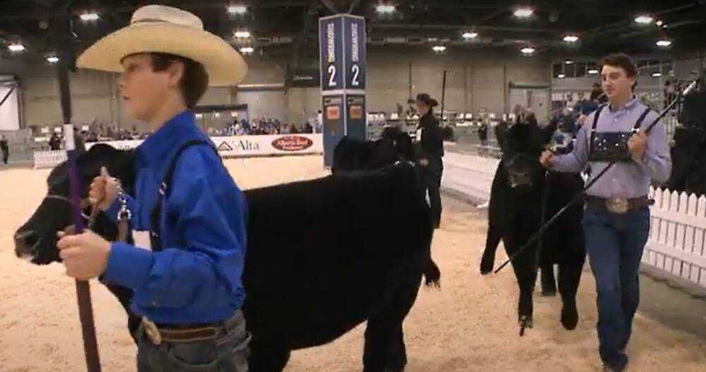 Cattle exhibitors in the ring at last year's Farmfair International. This year's event takes place November 6-9 at the Edmonton EXPO Centre.