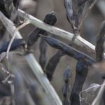 Faba bean pods near harvest time.